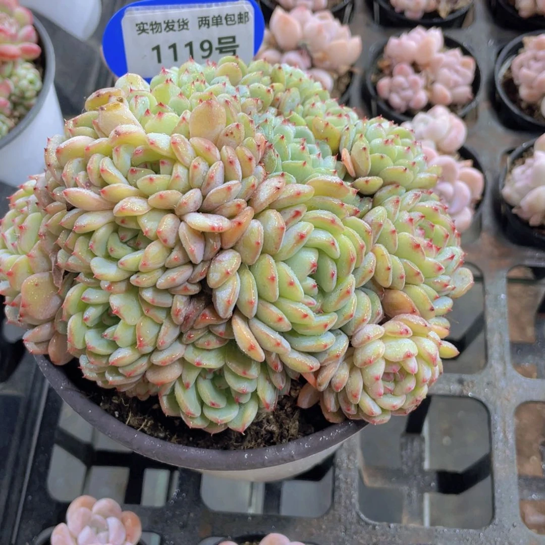 1119号捧花大群白胖子