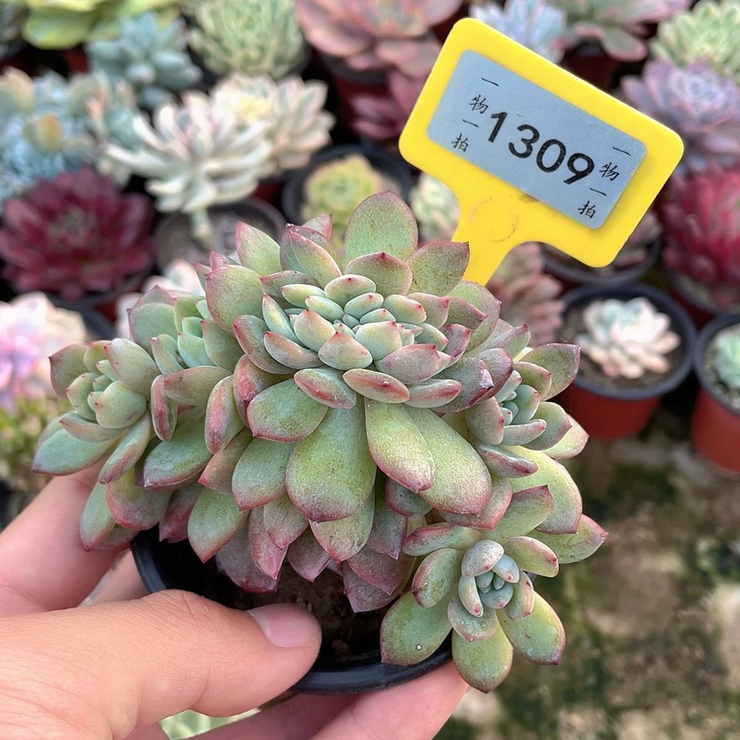 星***˗1309号多肉植物盆栽