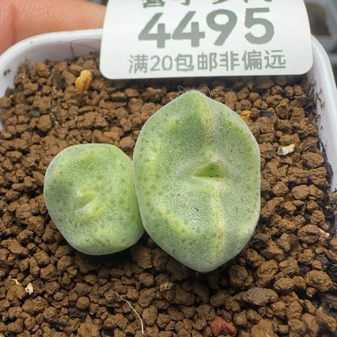绿豆糕双头土。