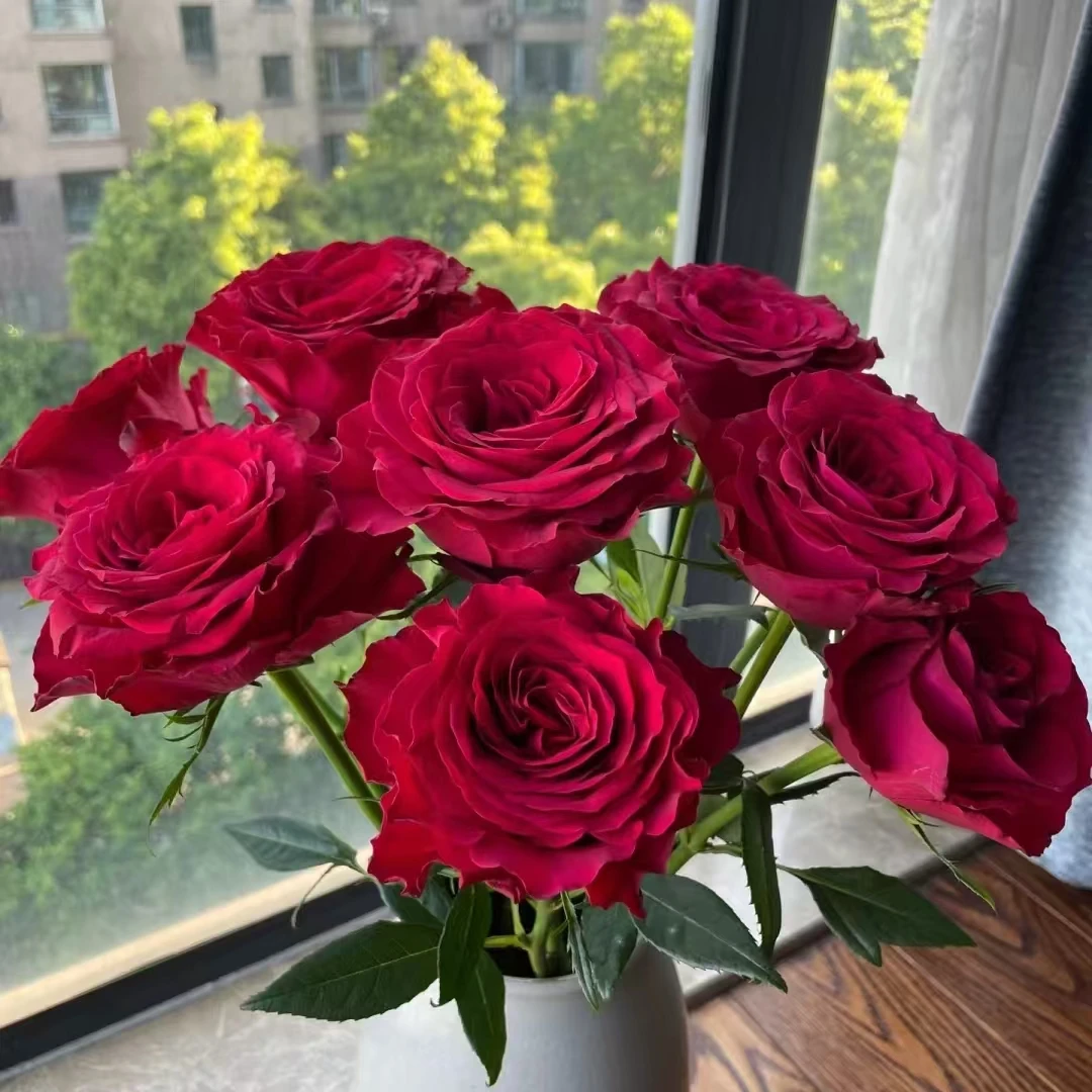 【轶1】红酒玫瑰18支+2支防损鲜切花玫瑰居家鲜花 收到花带包装醒花