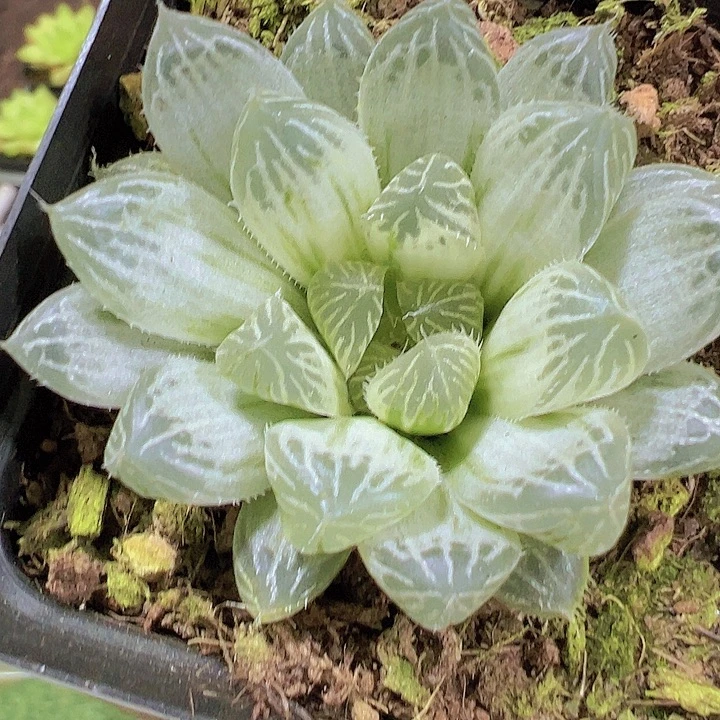 白斑雨露19包邮多肉植物