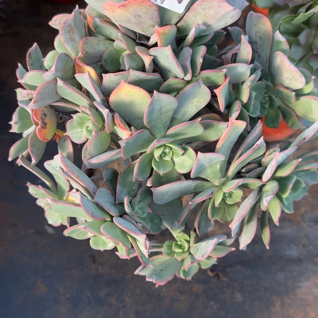 粉仙桃480满20包邮断枝不包会氧化黑斑