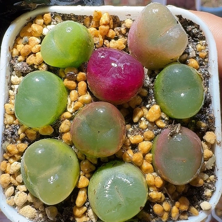 生石花122222。  178