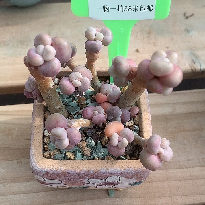 00175啊老婆我哈斗图