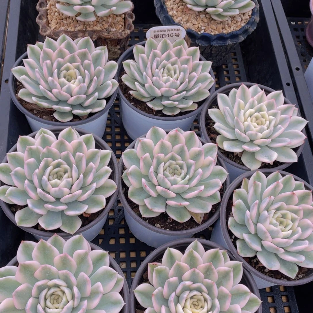 量拍46号 月亮仙子锦母本大单头一个