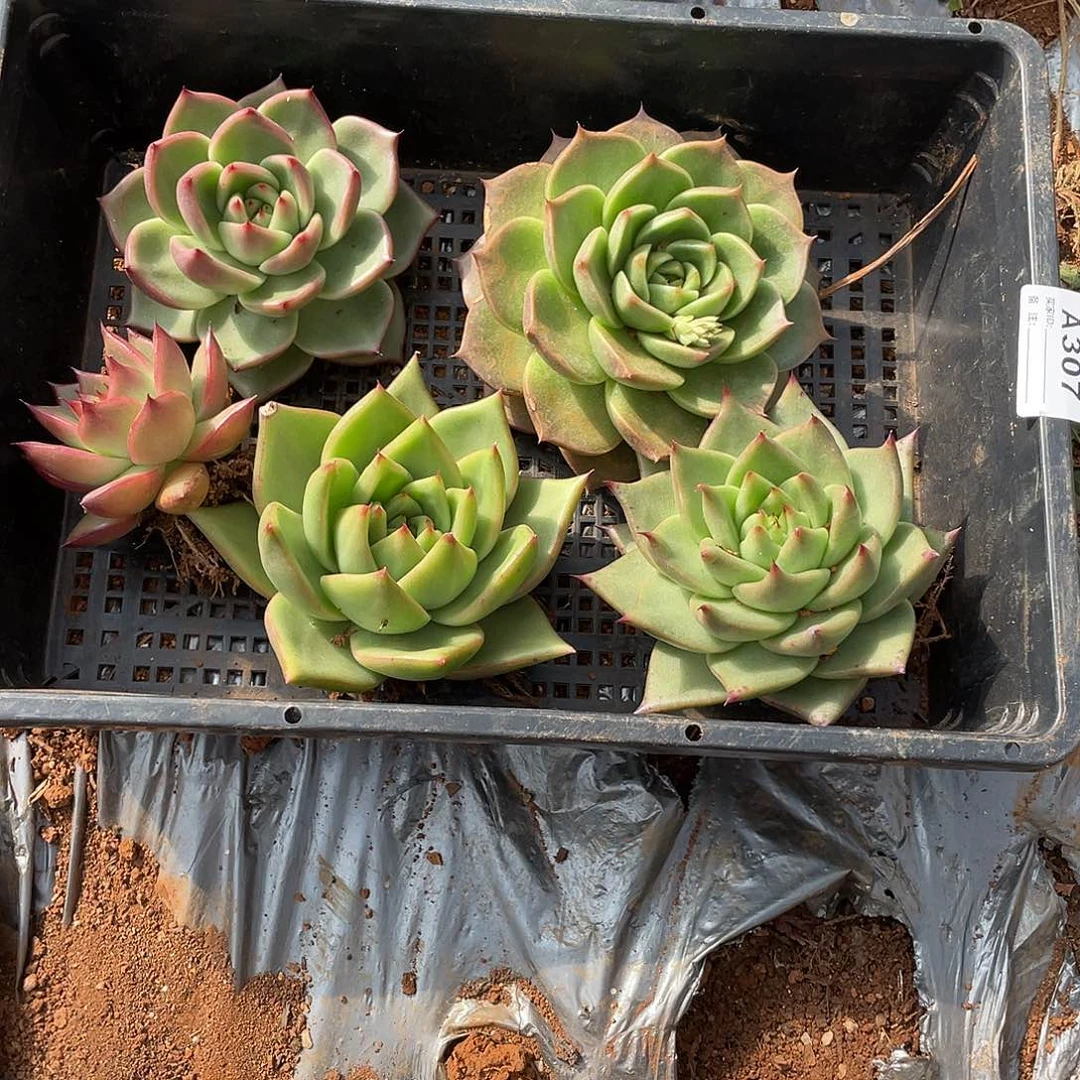 若如多云单拍A307