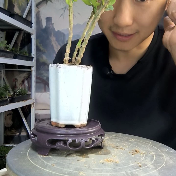 狮****士中青园艺一物一拍39