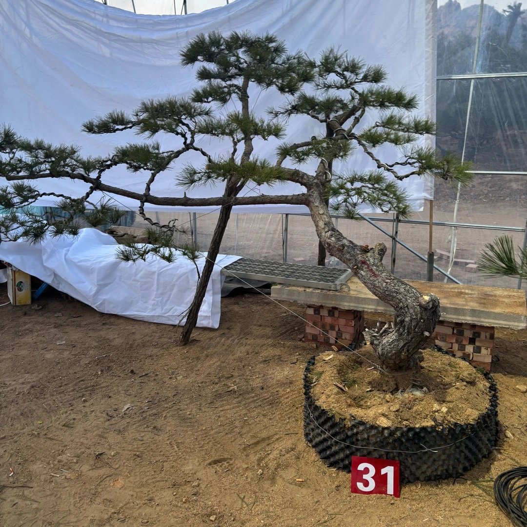 黑松，赤松，精品童子功，源头松源，一物一拍