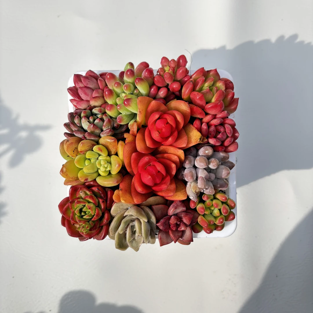 全家福 （带盆土）呆呆多肉植物 18包邮 新手好养