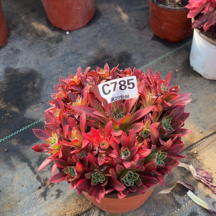 瑞妈多肉植物785