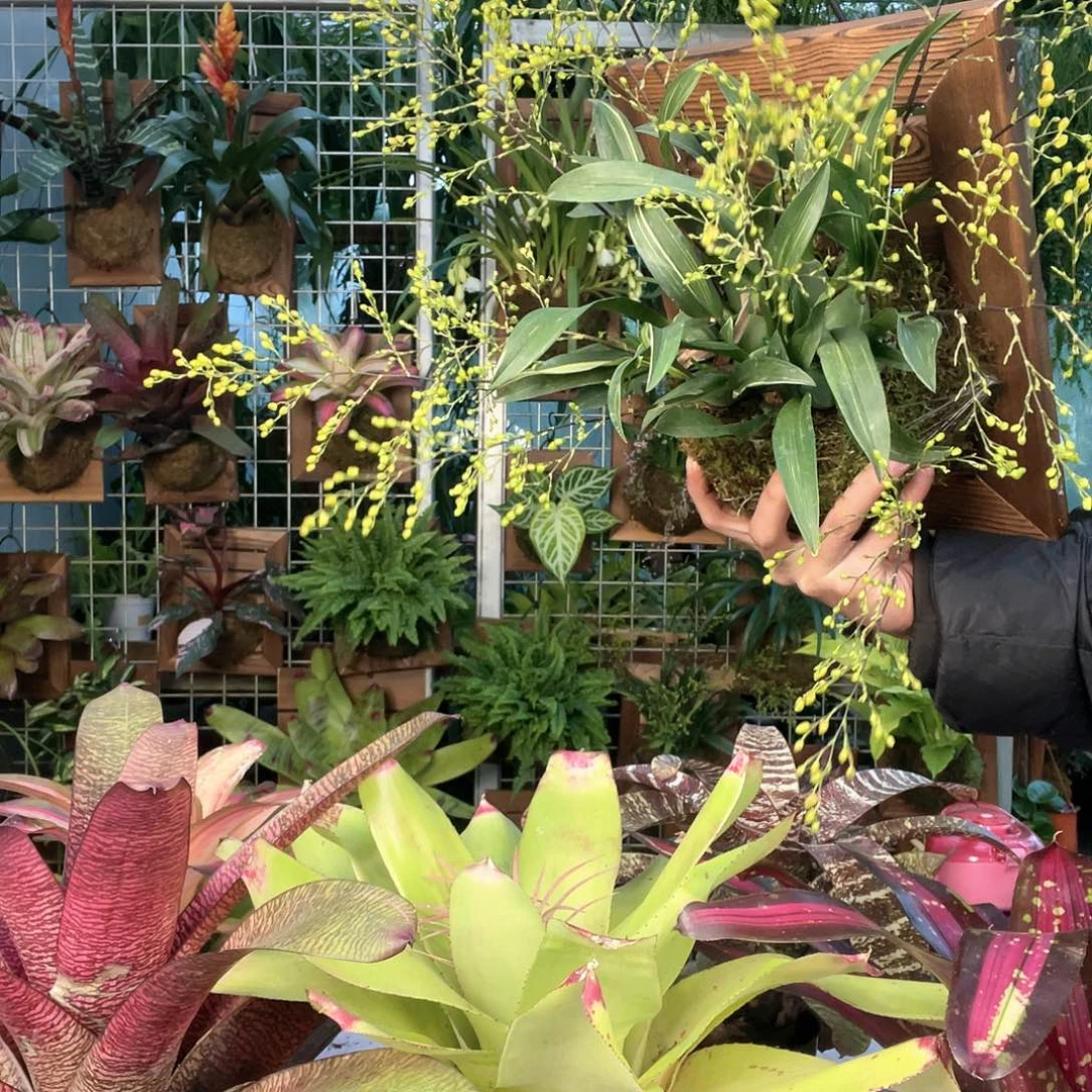 无花朵金色梦香兰