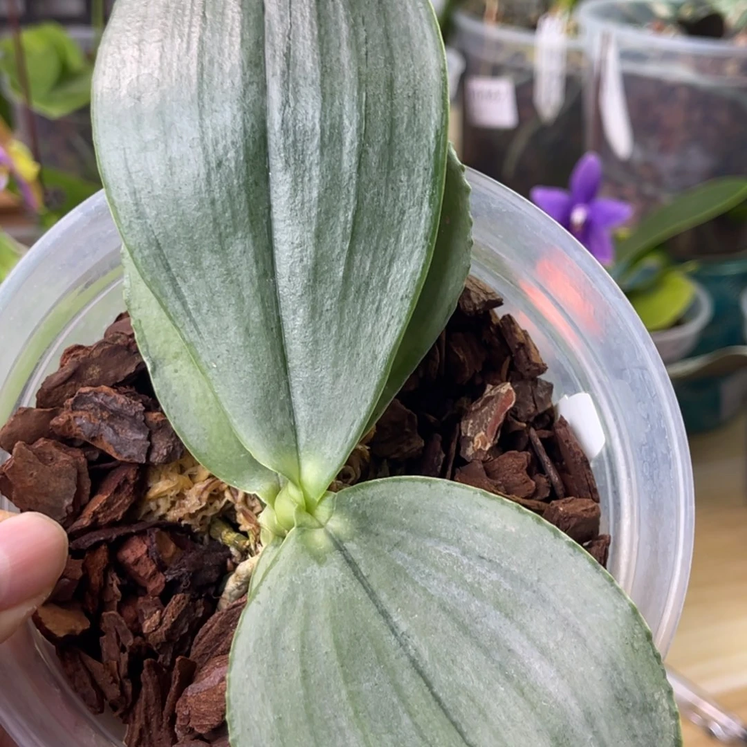 完全开放白象-1674