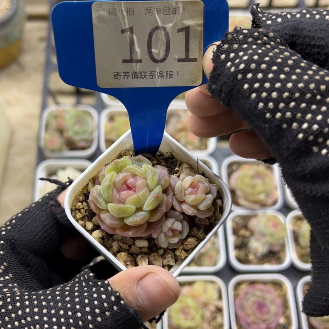 红陶101号多肉植物