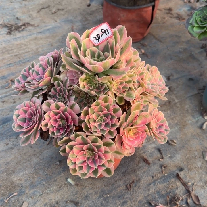 30-91女巫不包断肢