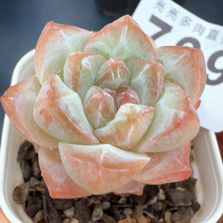 开播福利多肉植物的