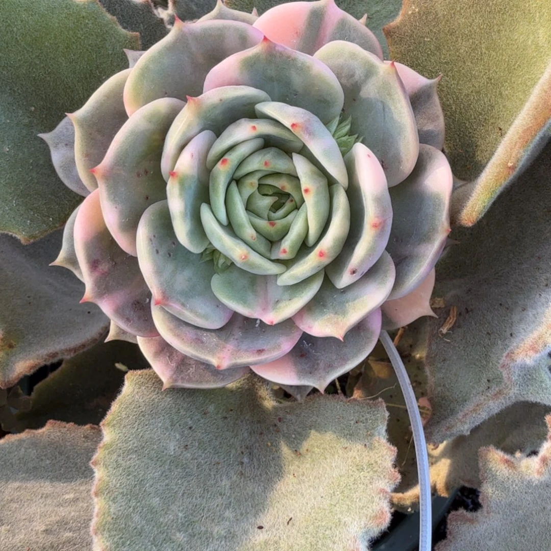 ****虫贝加尔湖花脸锦上园艺一物一拍