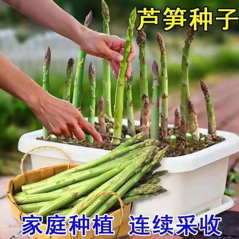 芦笋种子四季种植优质高产蔬菜绿芦笋种籽抗热耐寒高营养蔬菜种子