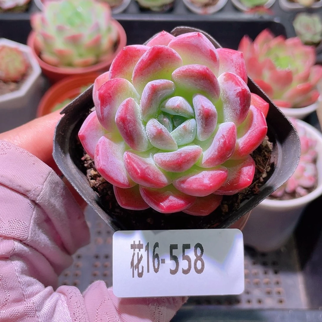 花利美16-558新品