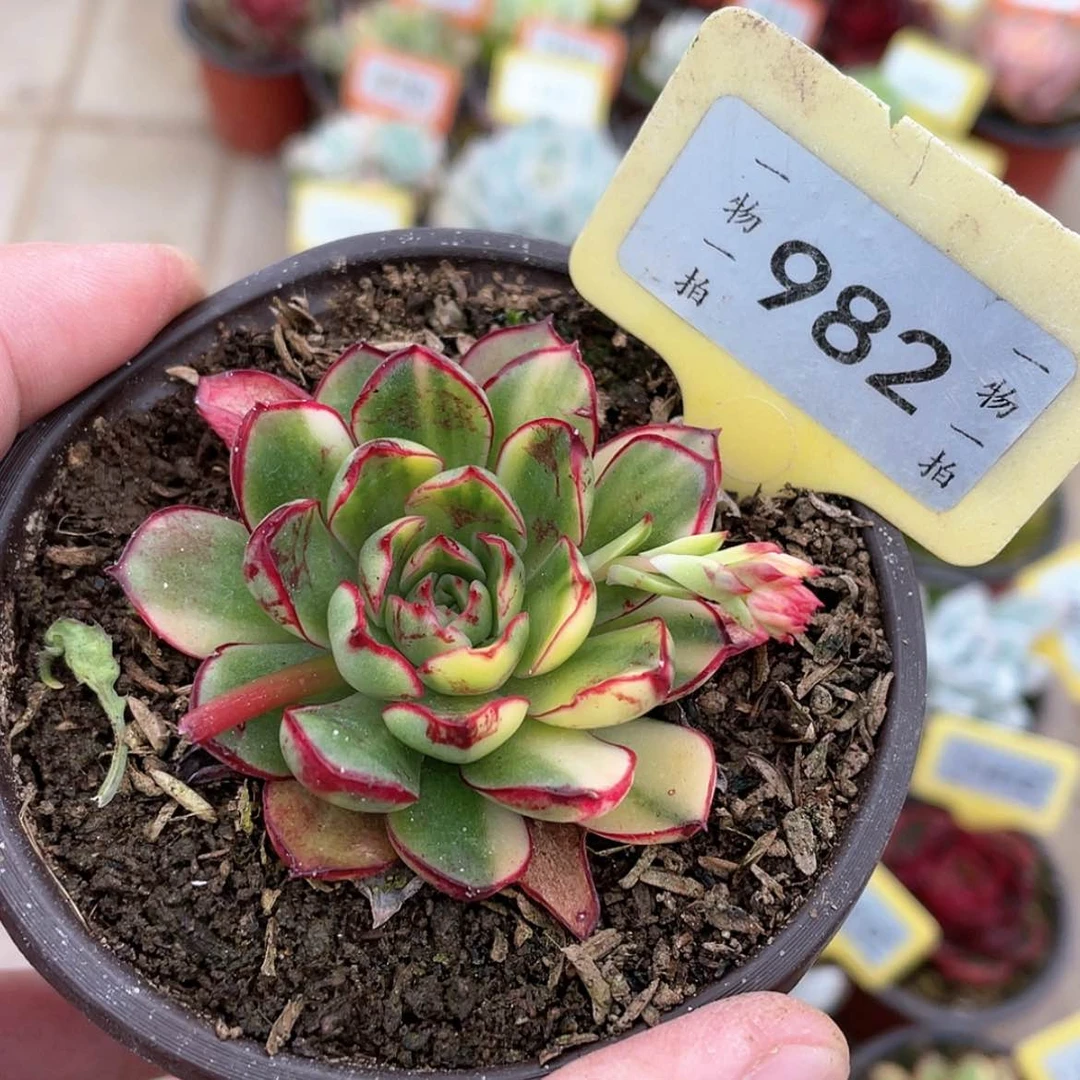 【闪购商品】982号