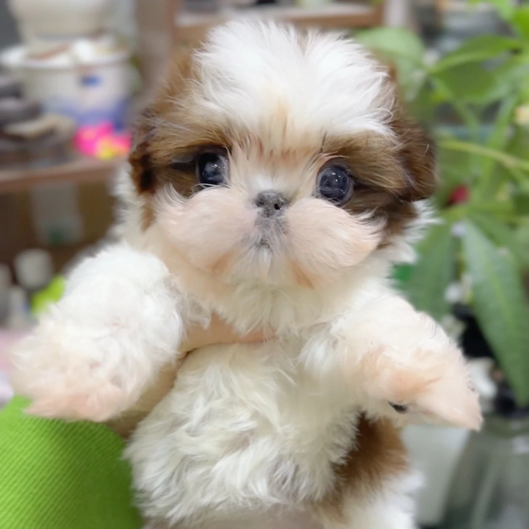 金熹家♥优质宠物犬