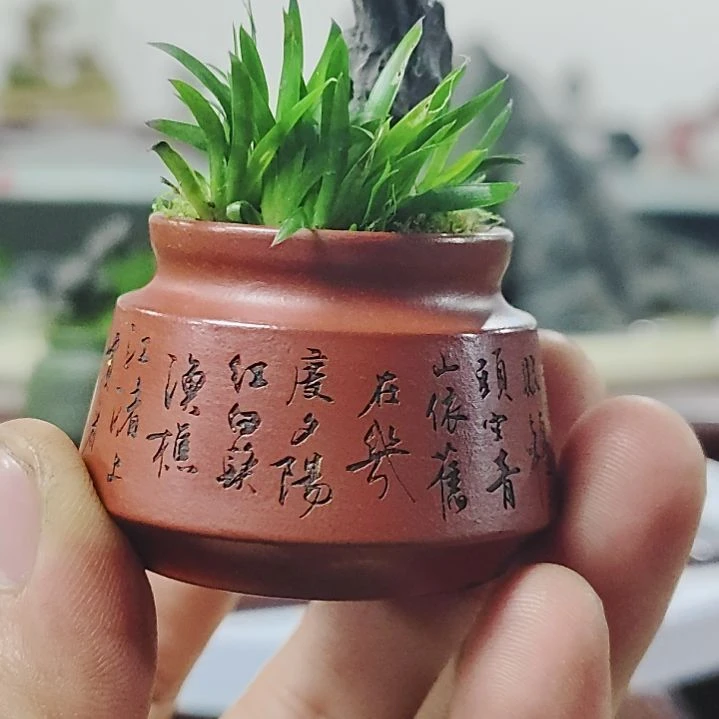 盆景，菖蒲，太湖石，