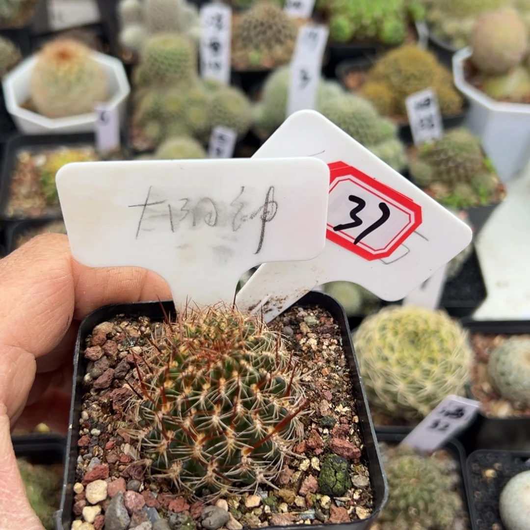 玉***弟37往事多肉园仙人球开花了