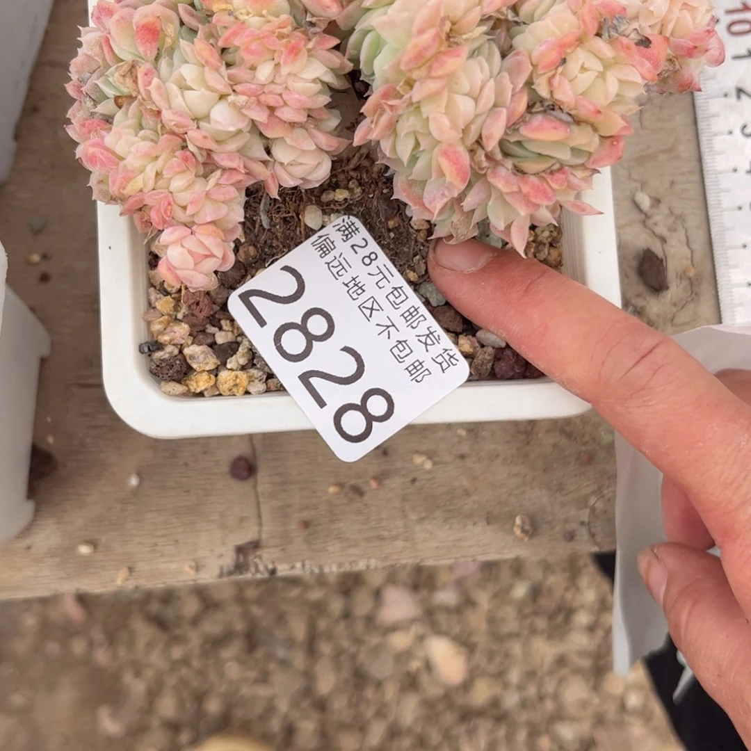 大2828:（cv v vv b n n