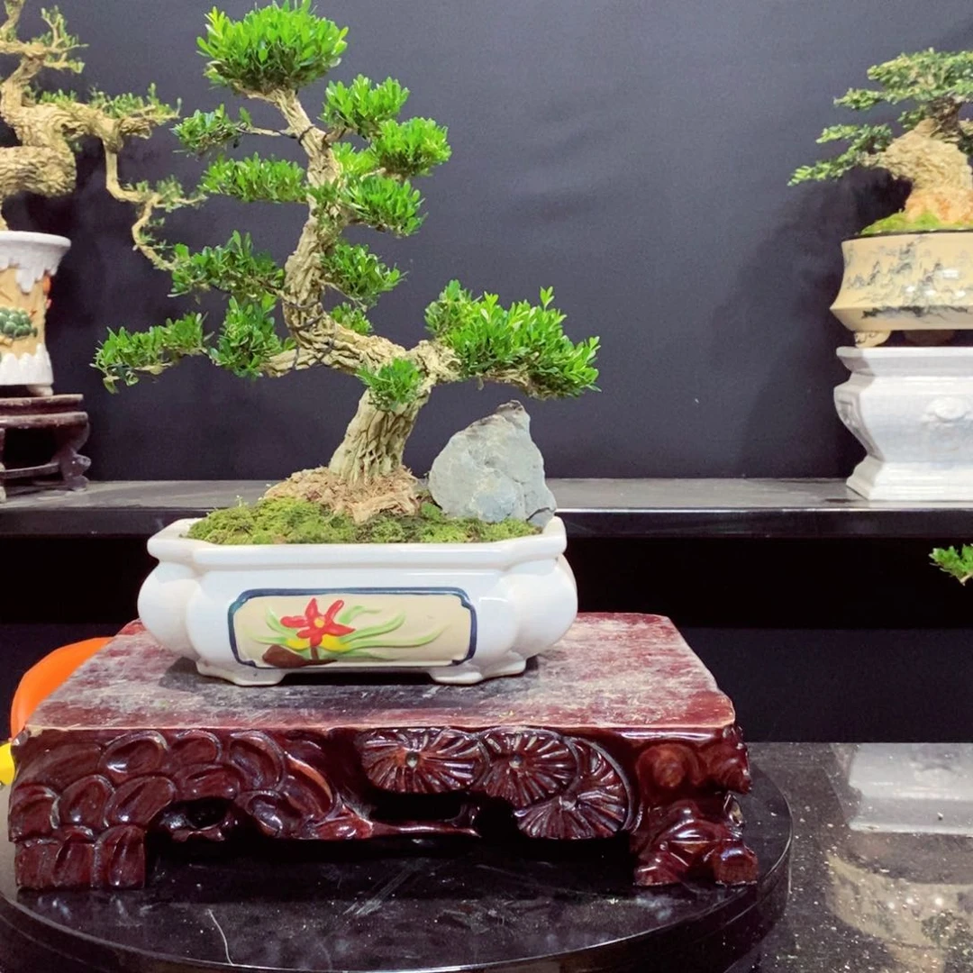 无花朵广东皱皮雀舌黄杨