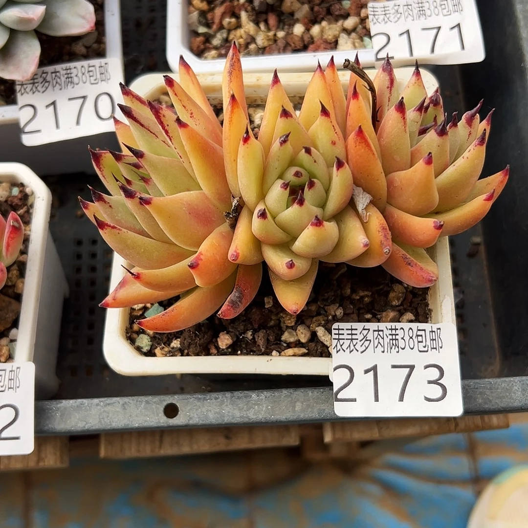 多肉一物一拍植物2173