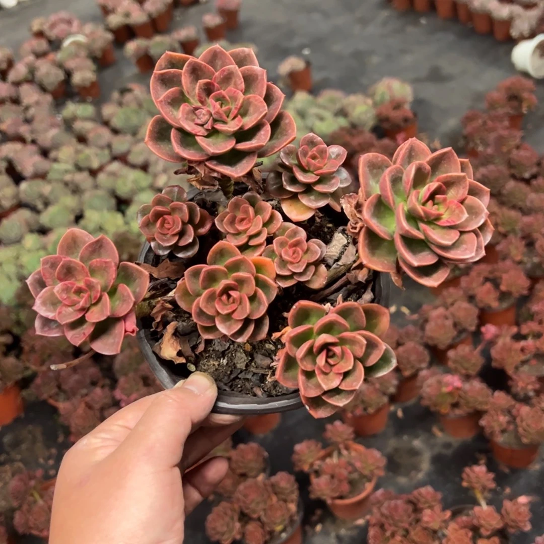 巧克力整桩老桩精控