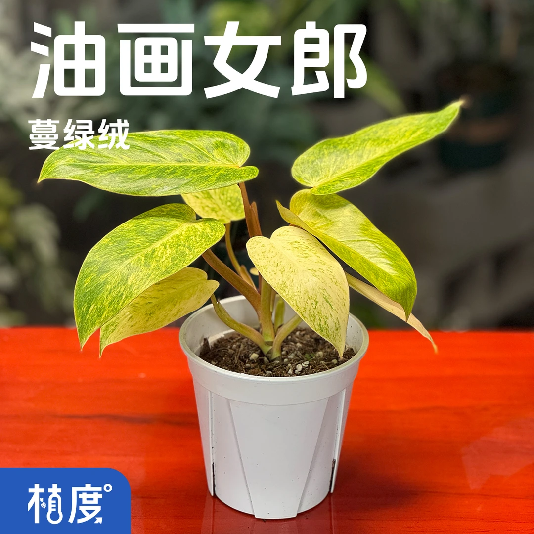 【植度 | 油画女郎蔓绿绒】叶面斑驳纹理如油画般优雅神秘艺术气息