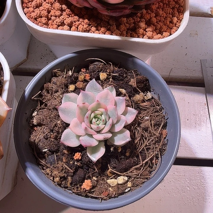 粉爱丽锦多肉植物