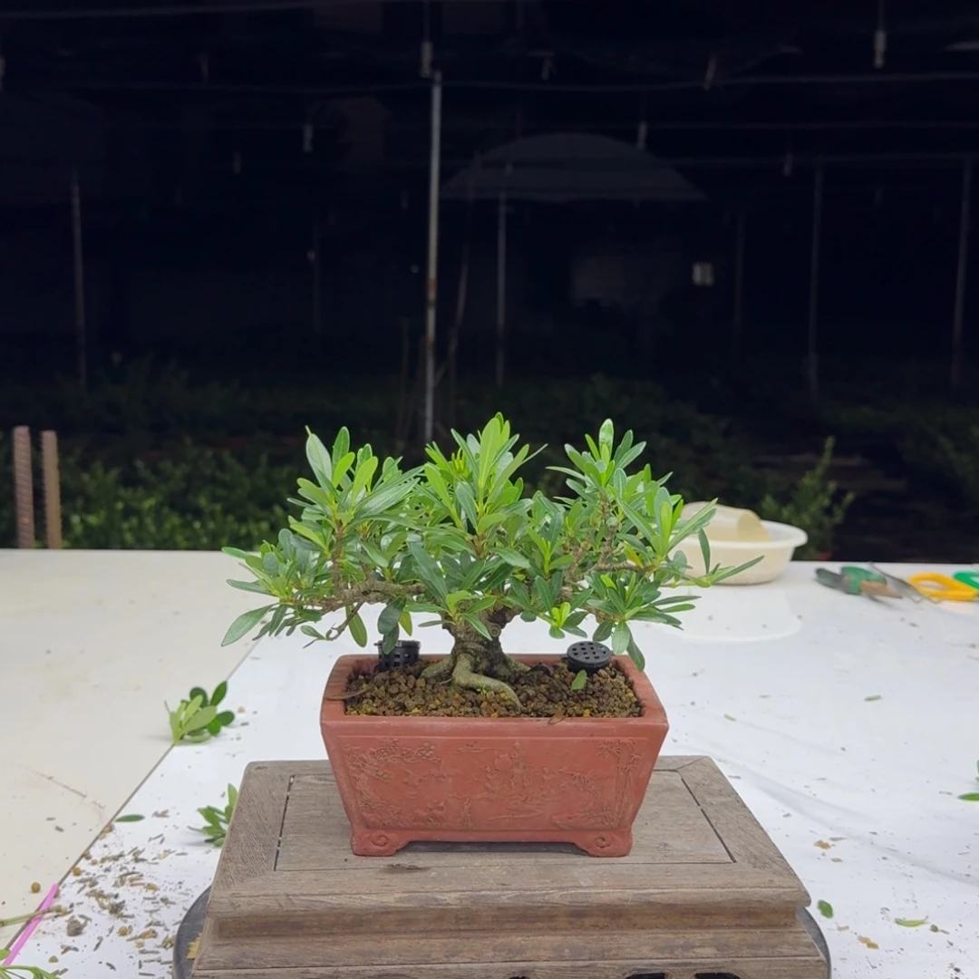 无花朵1111111111111