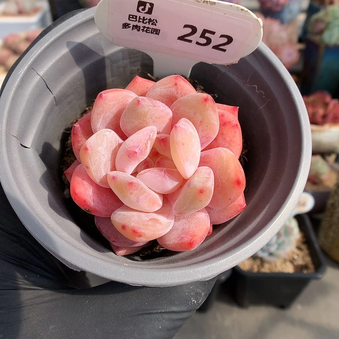 252 雪天使多肉多肉