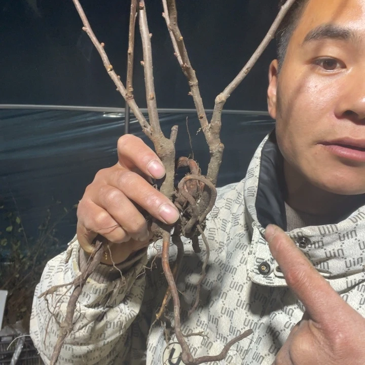 羽衣锦海棠花一颗苗