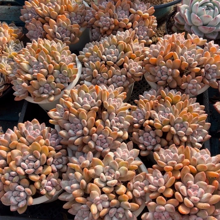 精品多肉植物老桩随机发一棵香水群