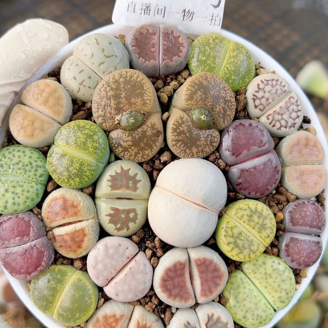 8776 好养易活生石花大母本9cm盆