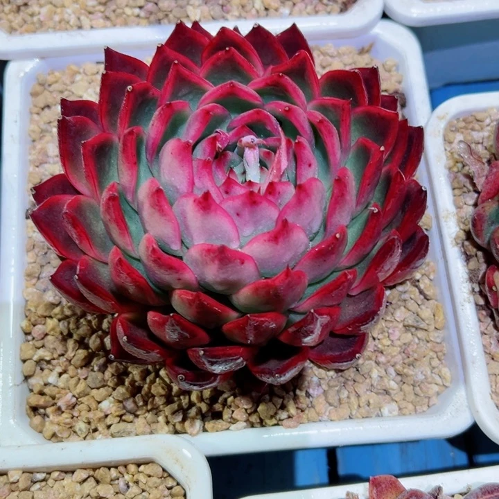 精品多肉植物老桩