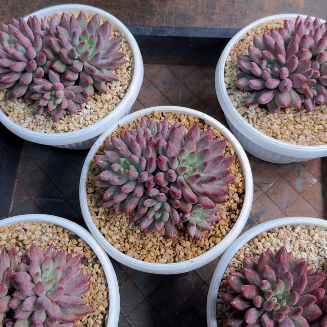 美哦莫哦莫哦莫哦莫莫