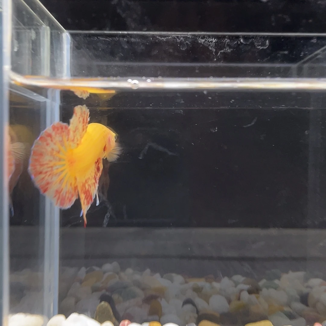 斗鱼星宸9月11日36号