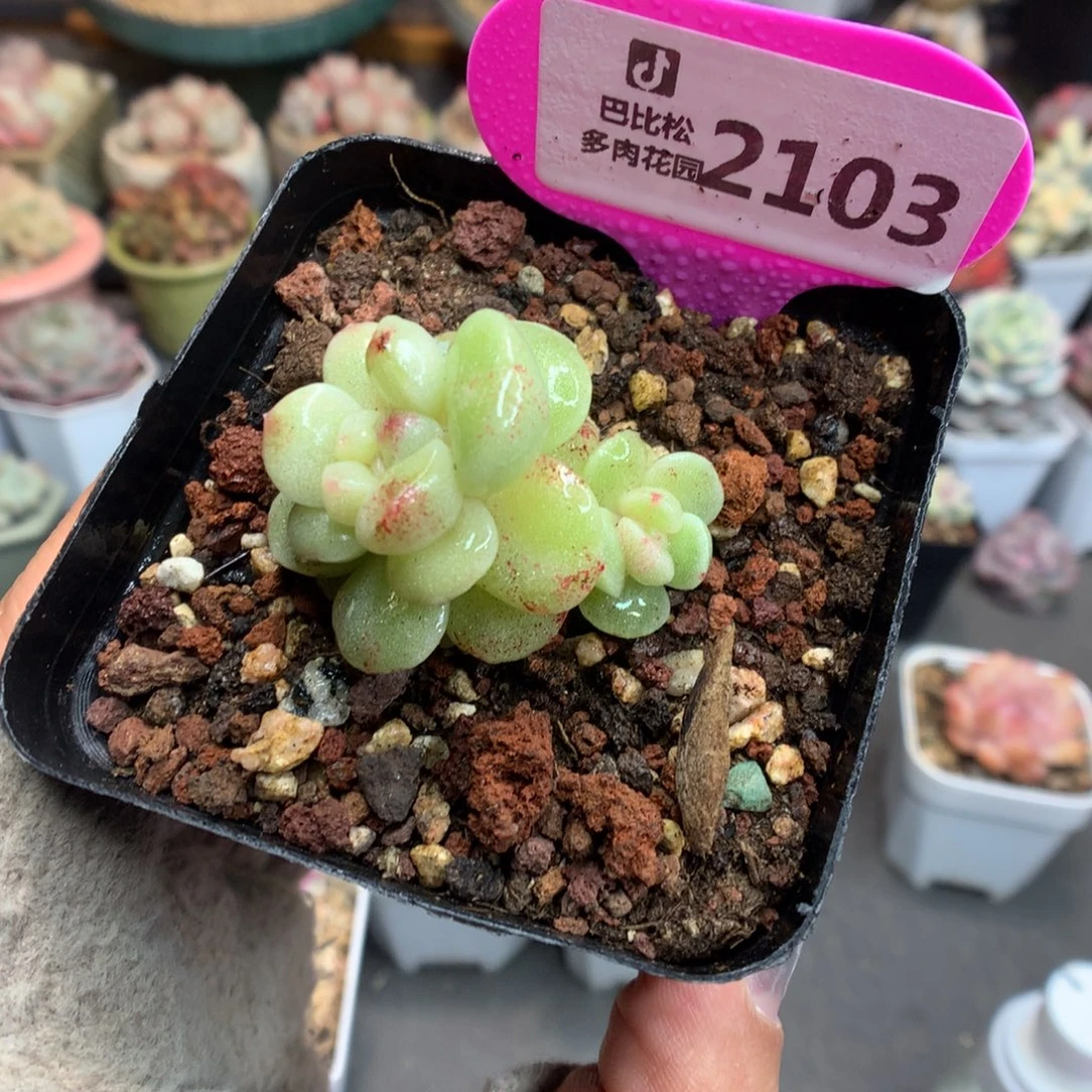 2103冰玉石化多肉植物