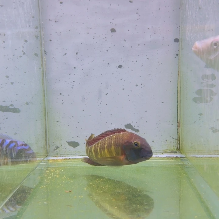 海水662号野生红彩虹蝴蝶