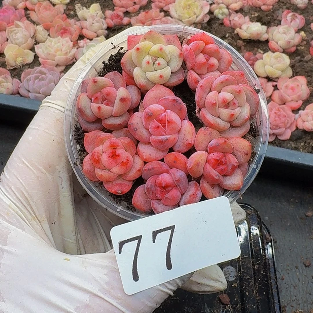 多肉植物多肉植物77