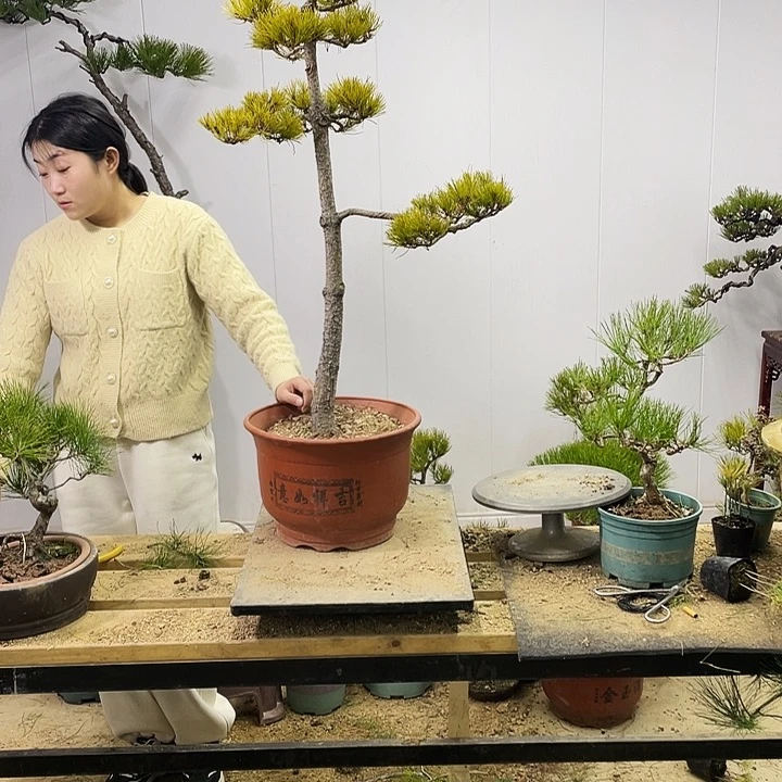 用****7黄山松盆景艺术中心