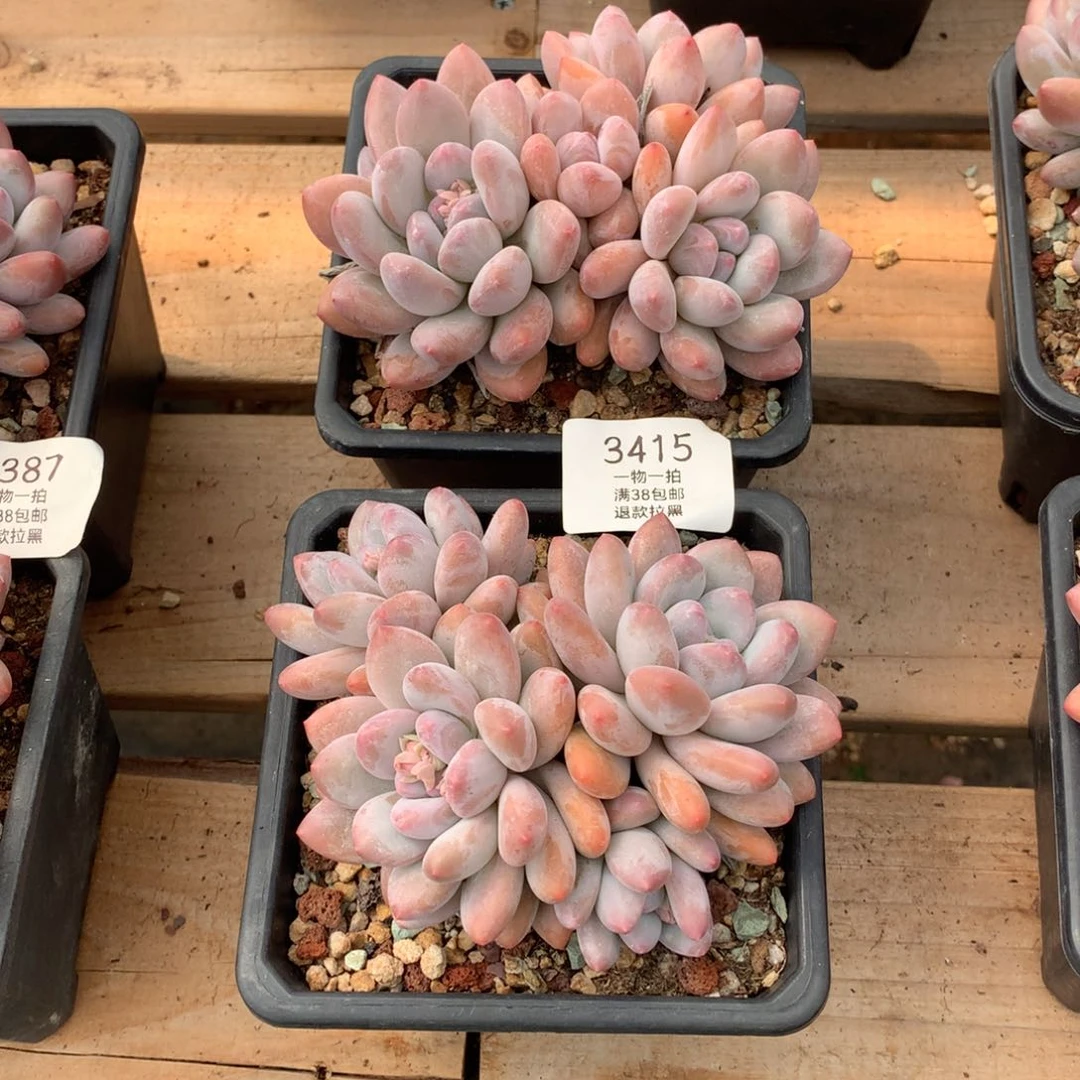 13厘米四头香水多肉两颗3415