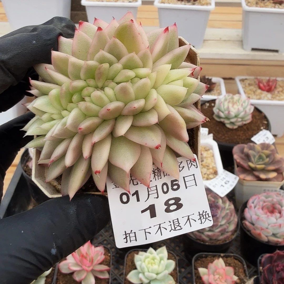 0105-18幸福锦缀化