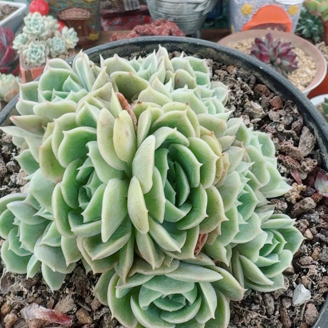 1520一物一拍（满28包邮