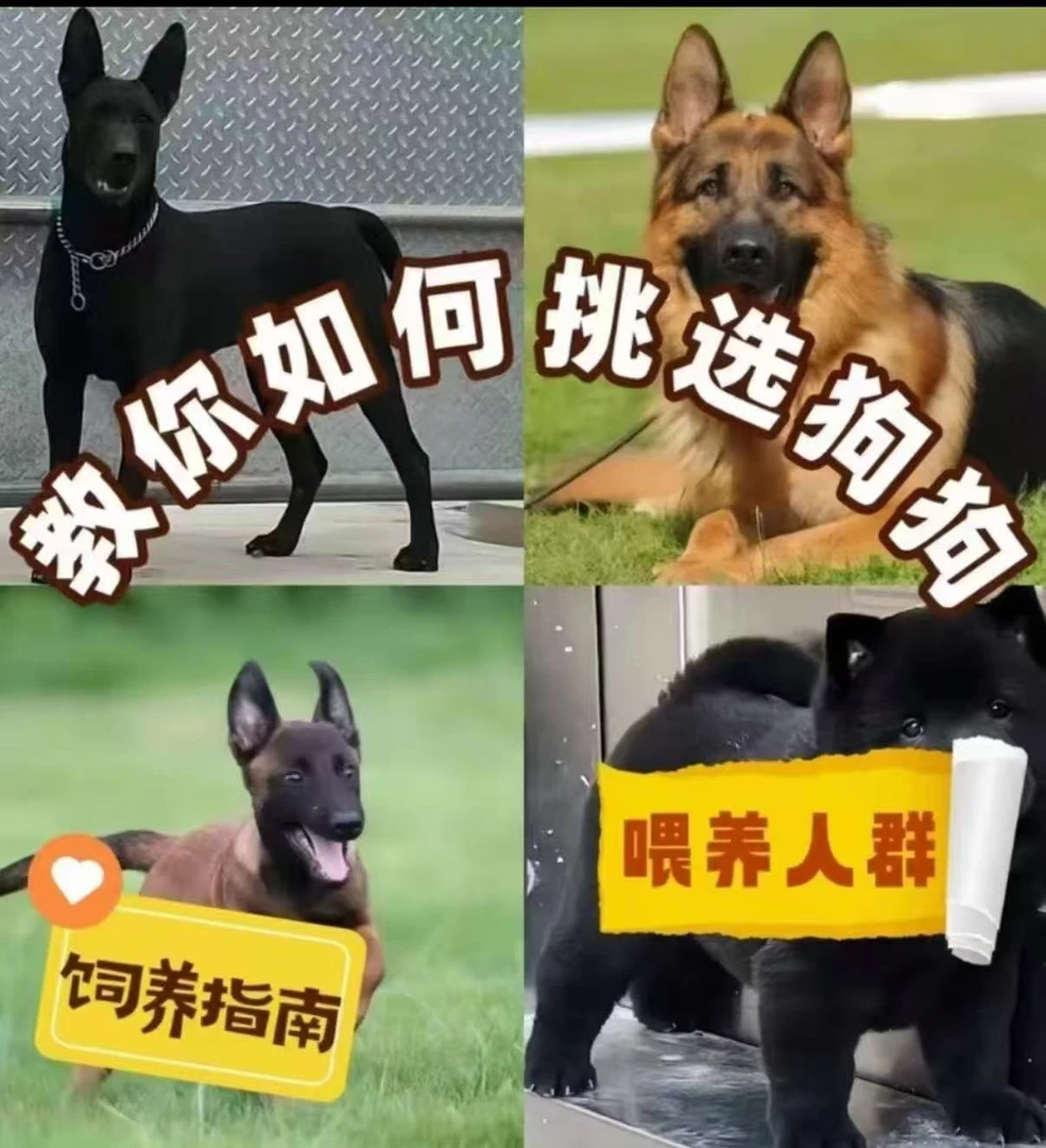 教你如何挑选狗狗，饲养指南