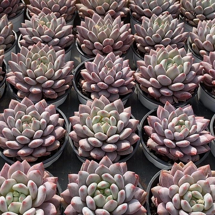 112半夏大单头 福利多多