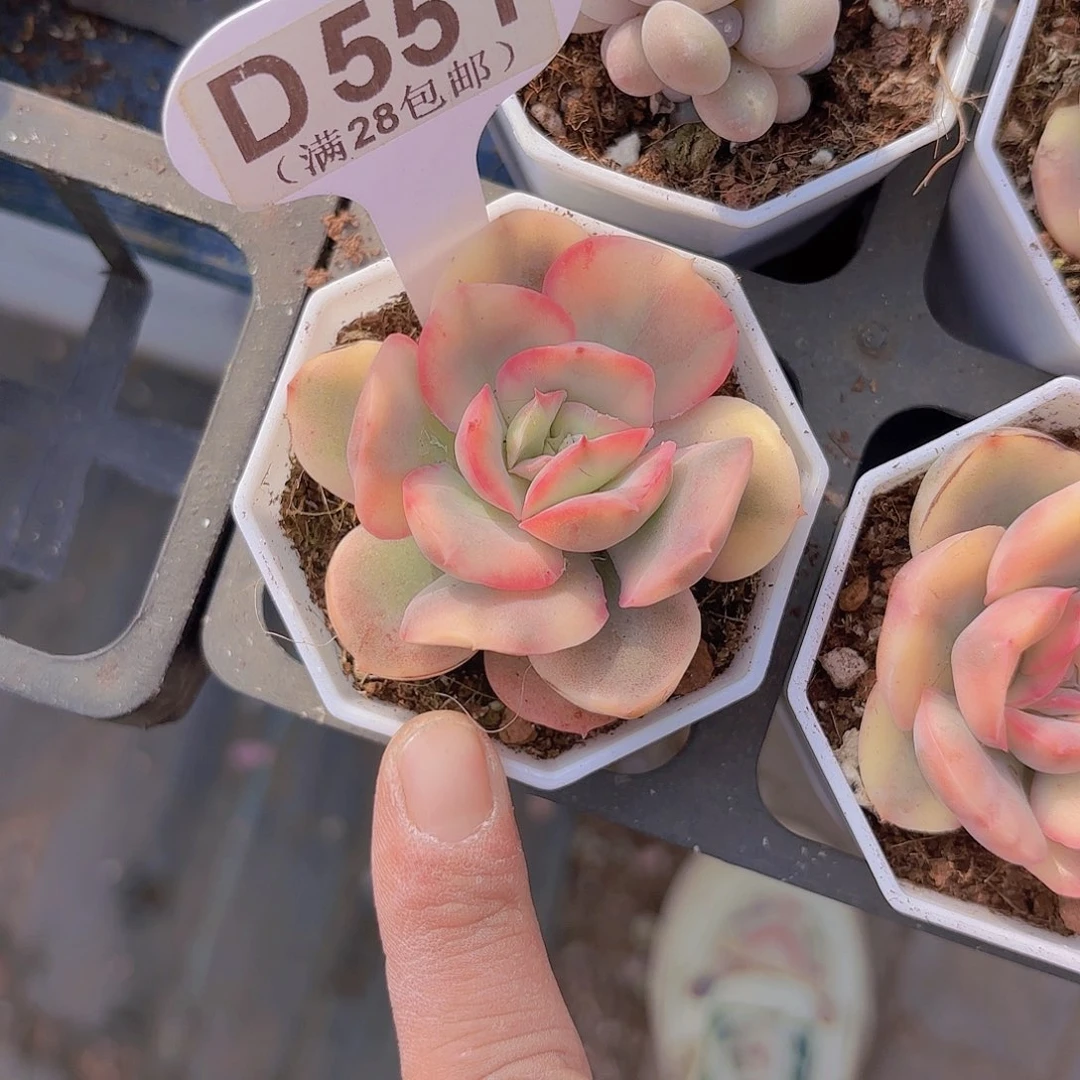 D551绮罗锦一物一拍